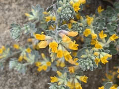 Acmispon argophyllus