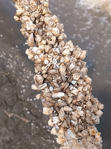Mytilopsis leucophaeata, 2026-03-29
