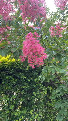 Lagerstroemia indica