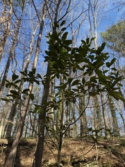 Magnolia grandiflora