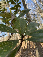 Magnolia grandiflora