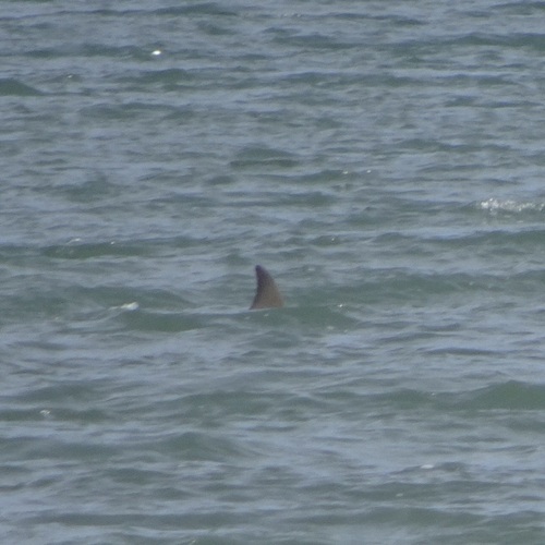 Tursiops erebennus