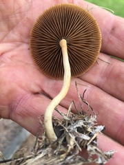 Agrocybe arvalis