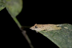 Scinax garbei
