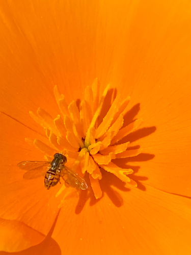 Unknown species found near Santa Barbara