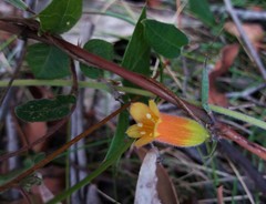 Marianthus bignoniaceus