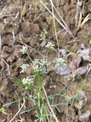 Bifora americana