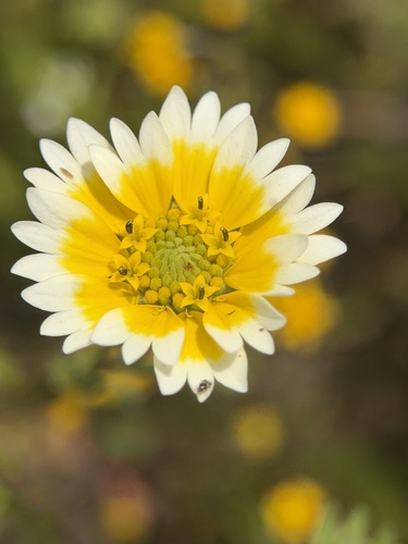 Layia fremontii, photograph 4