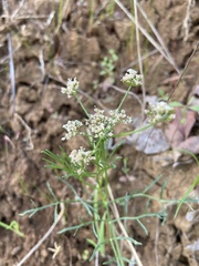 Bifora americana
