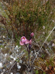 Thelymitra rubra