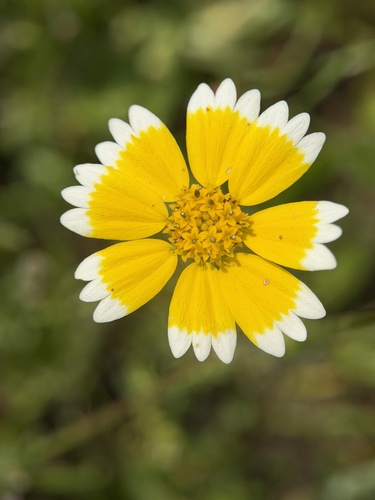 Frémont's tidytips (Layia fremontii)