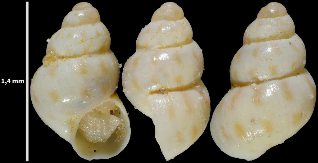 Setia amabilis