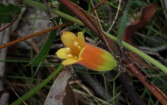 Marianthus bignoniaceus