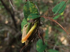 Marianthus bignoniaceus