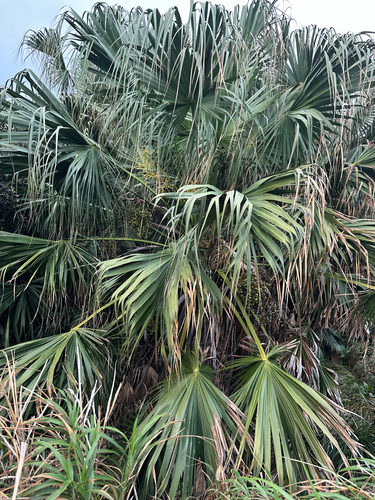 Livistona boninensis iNat (1)