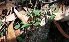 Marianthus bignoniaceus