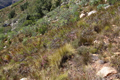 Restio paniculatus, photograph (c) Tony Rebelo, some rights reserved (CC BY-SA)