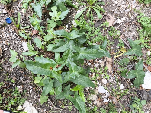 Dioscorides Arum (Arum dioscoridis)