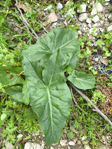 Arum dioscoridis, photograph 3