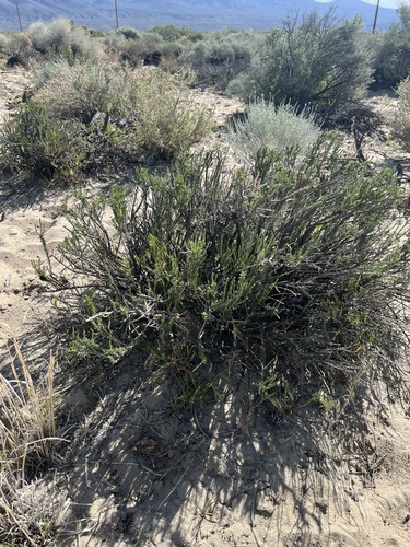 littleleaf horsebrush (Tetradymia glabrata)