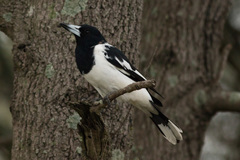 Cracticus nigrogularis