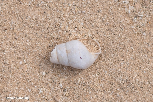 Rumina decollata