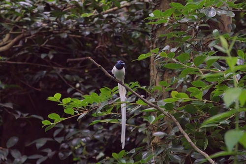 Amur Paradise Flycatcher (Terpsiphone incei), photo 6