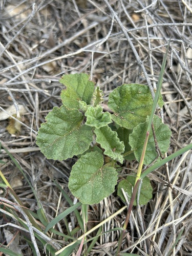 Texas burstwort (Hermannia texana)