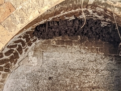 Rousettus aegyptiacus