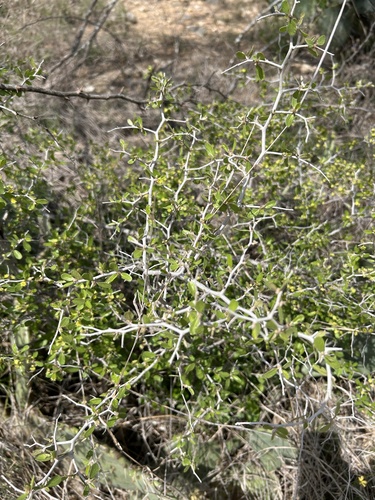 Texas Snakewood (Colubrina texensis)
