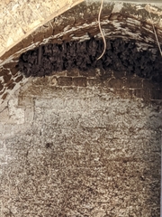 Rousettus aegyptiacus