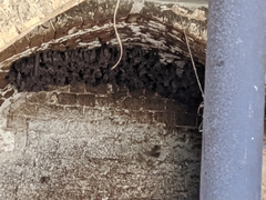 Rousettus aegyptiacus