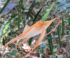 Angraecum viguieri image