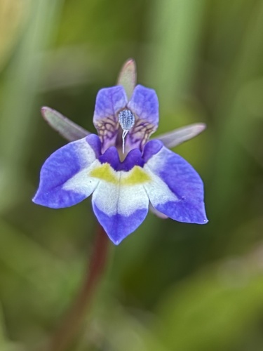Doublehorn Calicoflower (Downingia bicornuta)