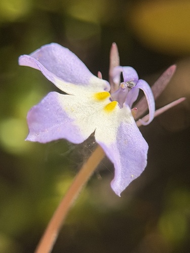 folded calicoflower (Downingia ornatissima)