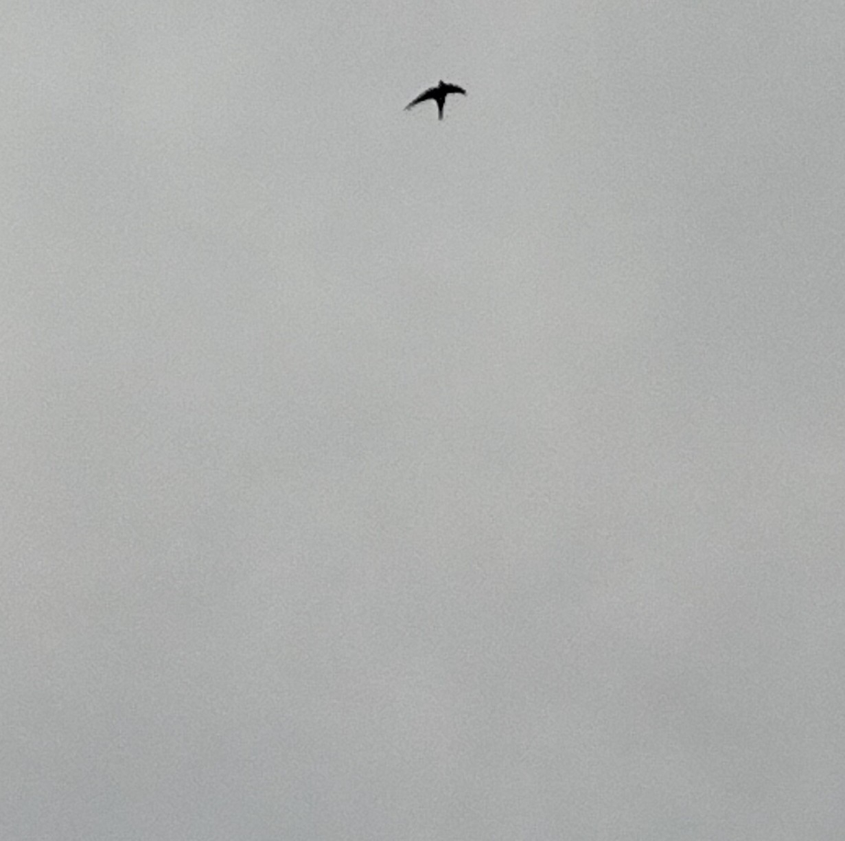 Apus apus (Linnaeus, 1758)