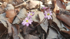 Hepatica nobilis