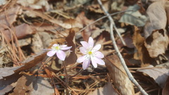 Hepatica nobilis