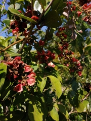 Paullinia fuscescens
