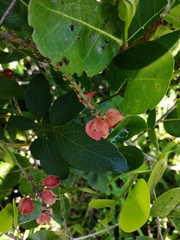 Paullinia fuscescens