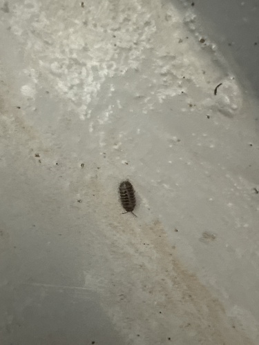 Common Pill Woodlouse