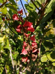 Paullinia fuscescens