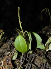 Peperomia glabella