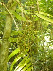 Chamaedorea pochutlensis