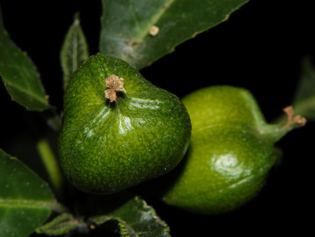 Bernardieae