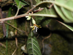 Hoffmannia cuneatissima