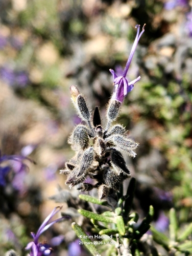 Salvia jordanii, photograph 3