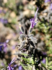 Salvia jordanii, photograph (c) Karim Haddad, some rights reserved (CC BY)
