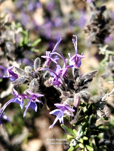Salvia jordanii, photograph 4