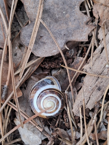 Cepaea nemoralis